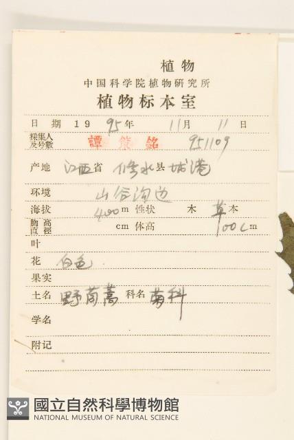 野茼蒿藏品圖，第2張