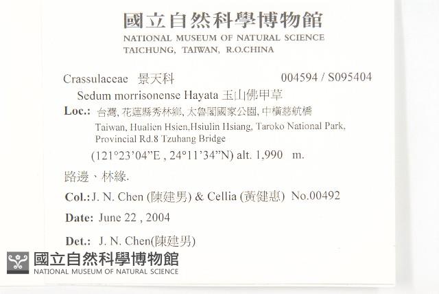 玉山佛甲草藏品圖，第2張