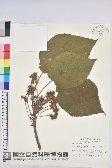 血桐藏品圖，第1張