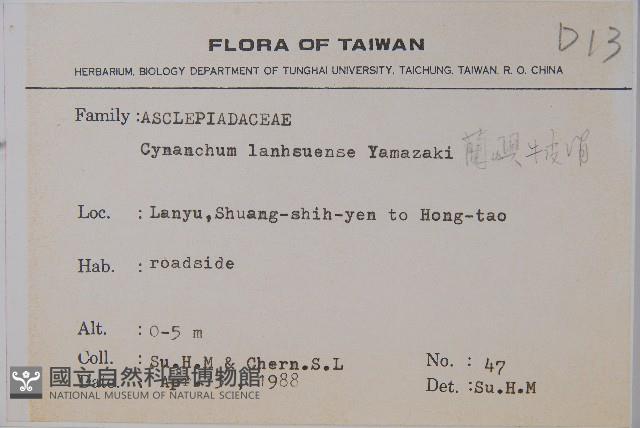 蘭嶼牛皮消、蘭嶼白薇藏品圖，第2張