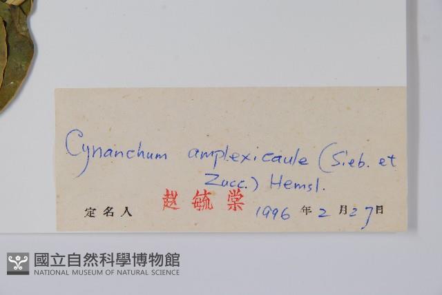 抱莖白前藏品圖，第2張