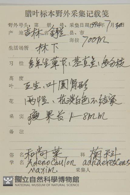 腺梗菜藏品圖，第2張