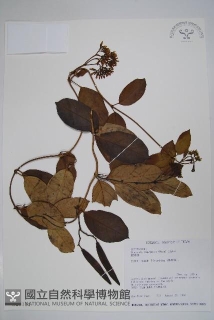 爬森藤藏品圖，第1張