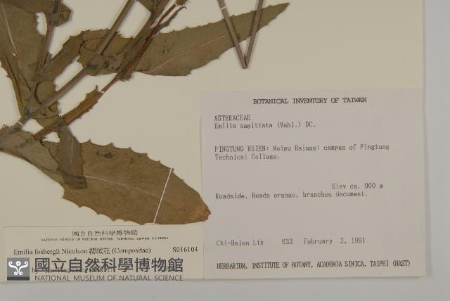 纓絨花藏品圖，第2張