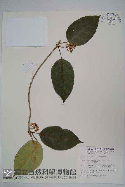 臺灣牛嬭菜藏品圖，第1張