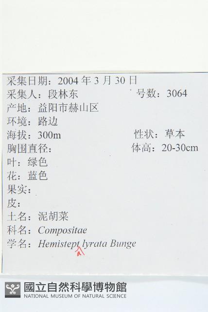 泥胡菜藏品圖，第2張
