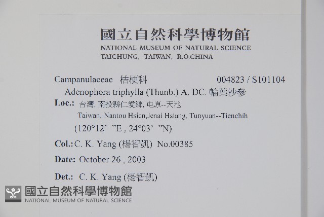 輪葉沙參藏品圖，第2張