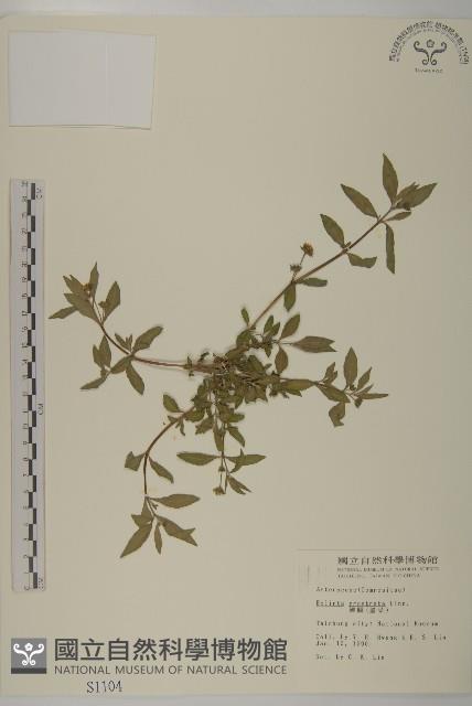 鱧腸藏品圖，第1張