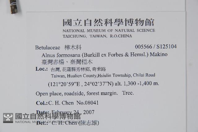 臺灣赤楊、臺灣榿木藏品圖，第2張