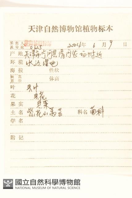 紫花山萵苣藏品圖，第2張