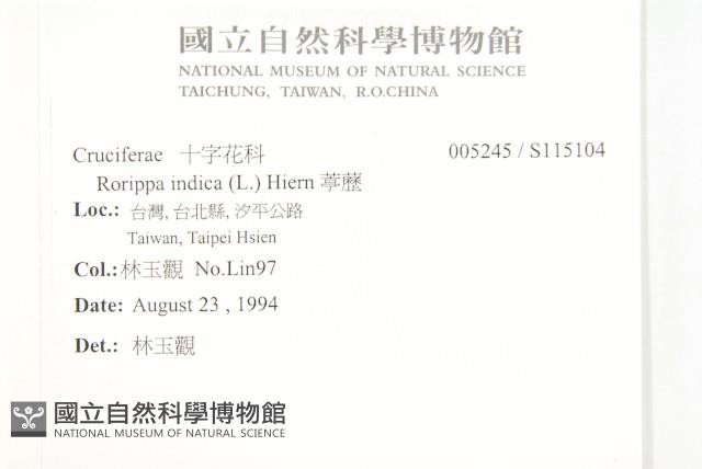 葶藶藏品圖，第2張