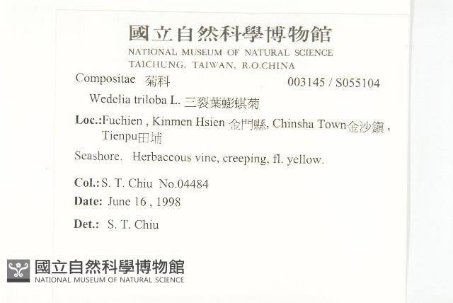 南美蟛蜞菊藏品圖，第2張