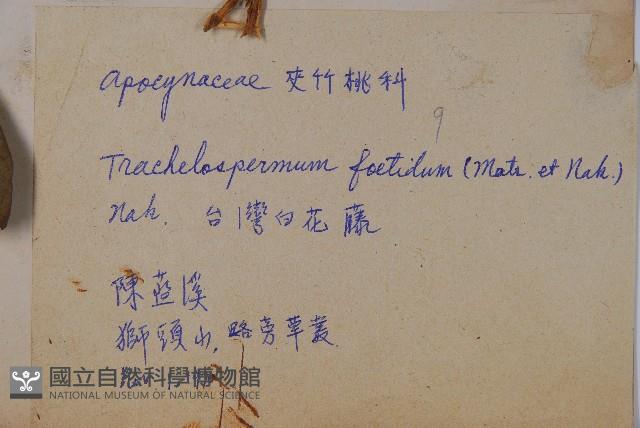 台灣白花藤藏品圖，第2張