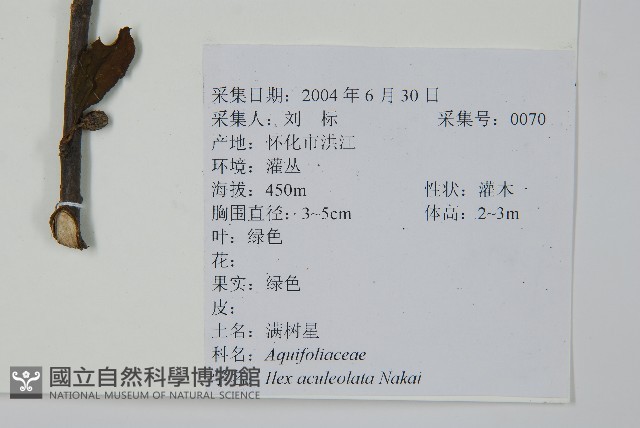 鼠李冬青、滿樹星藏品圖，第2張