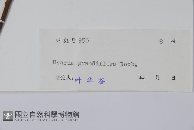 山椒子藏品圖，第2張