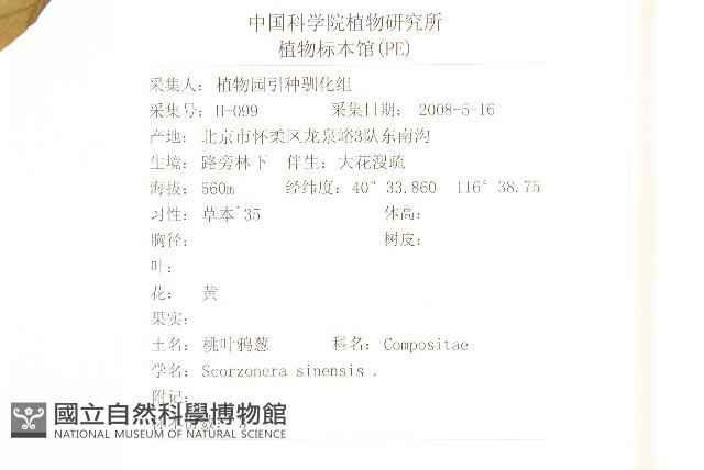 桃葉鴉蔥藏品圖，第2張