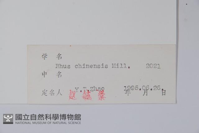 鹽膚木藏品圖，第2張