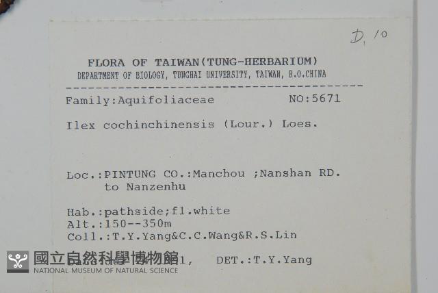 革葉冬青藏品圖，第2張