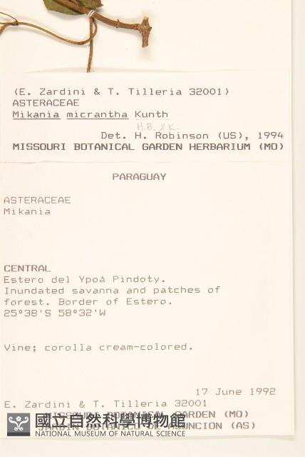 小花蔓澤蘭藏品圖，第2張