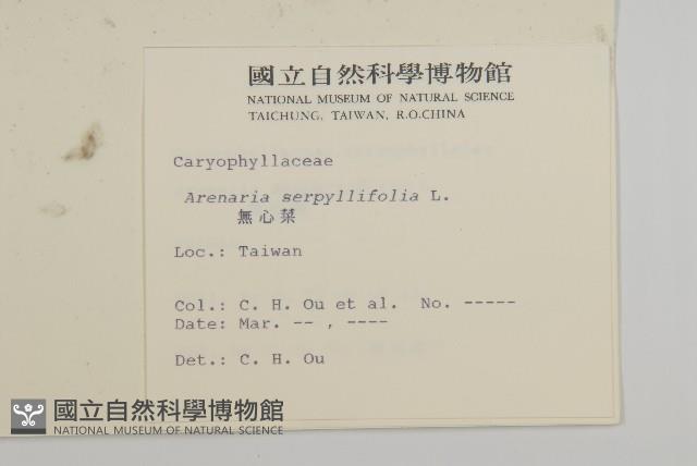 無心菜、鵝不食草藏品圖，第2張