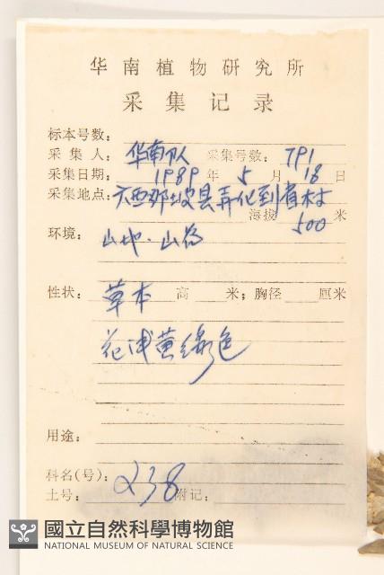 鼠麴草藏品圖，第2張