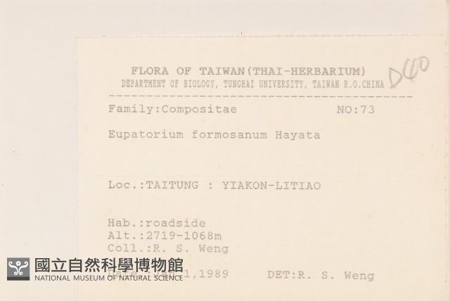 臺灣澤蘭藏品圖，第2張