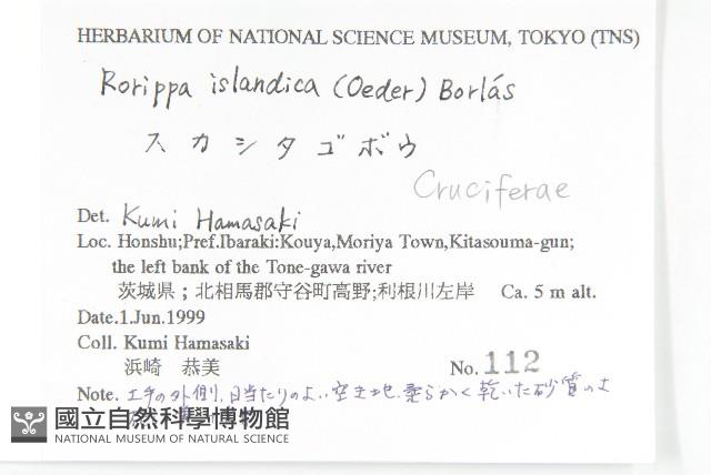 鳳花菜藏品圖，第2張