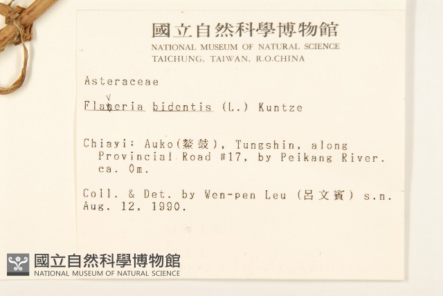 黃頂菊藏品圖，第2張