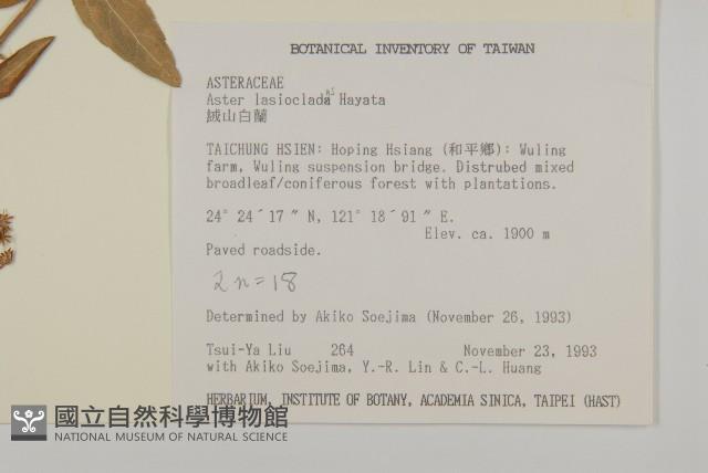 絨山白蘭藏品圖，第2張