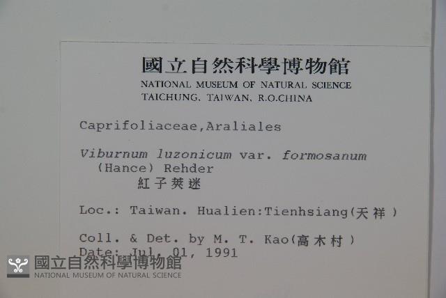 紅子莢迷藏品圖，第2張