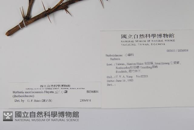 玉山小蘗藏品圖，第2張