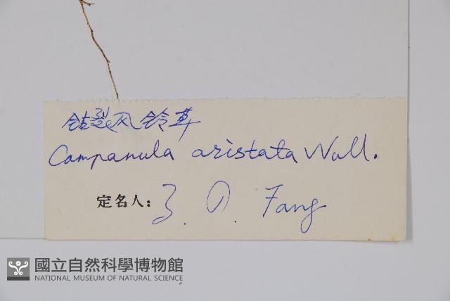 鑽裂風鈴草藏品圖，第2張