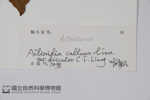 異色獼猴桃藏品圖，第2張