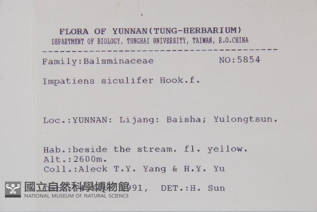 黃金鳳藏品圖，第2張