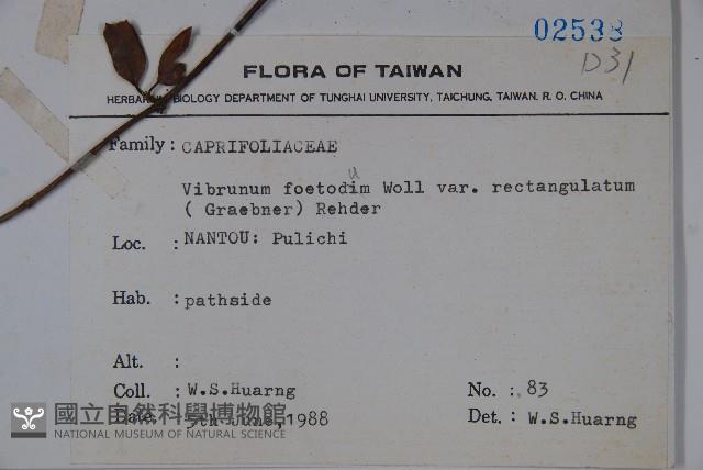 狹葉莢迷藏品圖，第2張