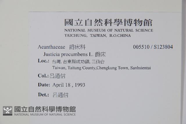 爵床藏品圖，第2張