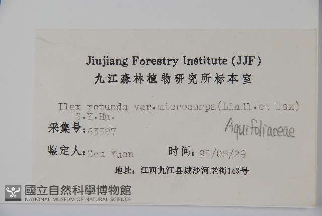 細果鐵冬青藏品圖，第2張