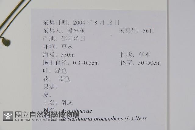 爵床、六角英藏品圖，第2張