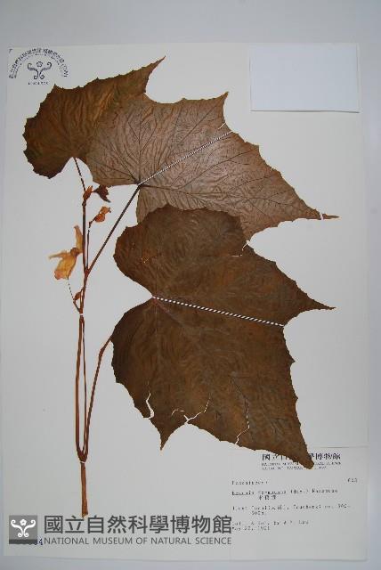 水鴨腳藏品圖，第1張