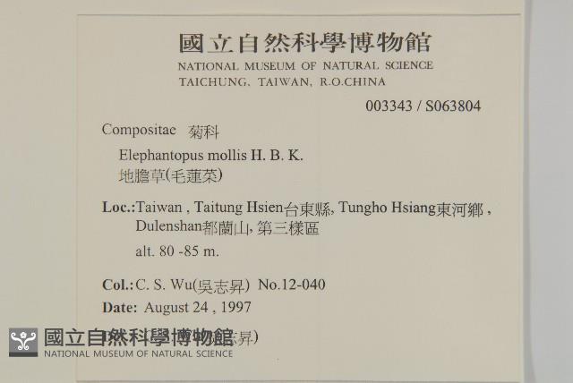 地膽草、毛蓮菜藏品圖，第2張