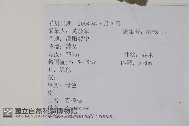 青榨槭藏品圖，第2張