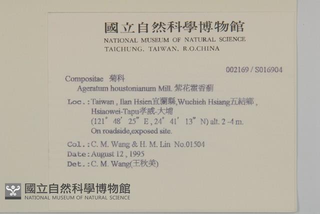 紫花霍香薊藏品圖，第2張