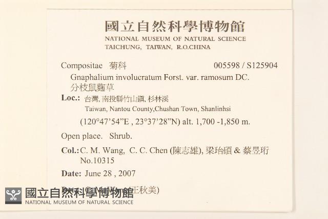 分枝鼠麴草藏品圖，第2張