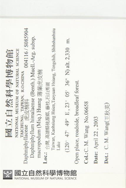 薄葉虎皮楠藏品圖，第2張