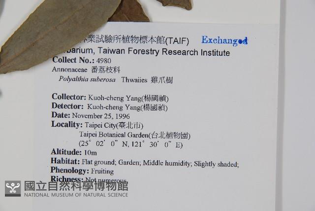 暗羅、雞爪樹藏品圖，第2張