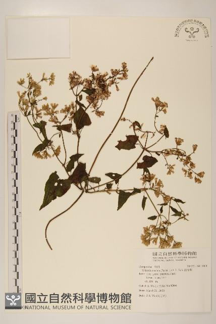 蔓澤蘭藏品圖，第1張