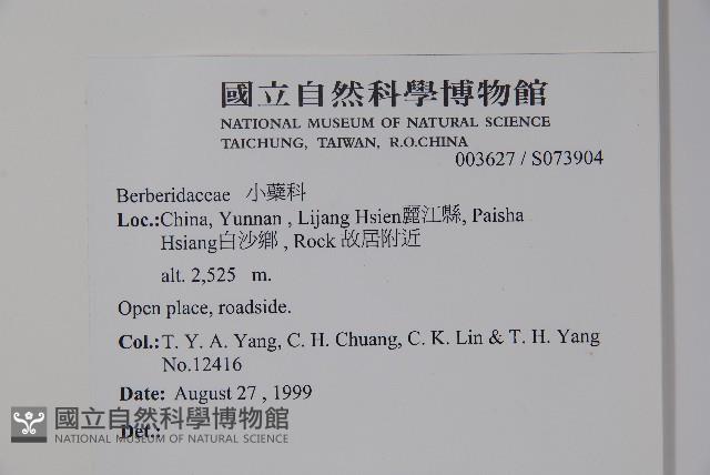 粉葉小檗藏品圖，第2張