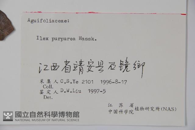 冬青藏品圖，第2張