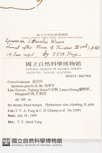 海牽牛藏品圖，第2張