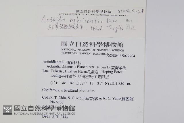 紅莖獼猴桃藏品圖，第2張